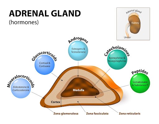 Các hormone do tuyến thượng thận (Adrenal gland) sản xuất