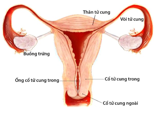 Vị trí và cấu tạo của cổ tử cung