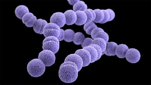 Liên cầu khuẩn nhóm B hay Group B streptococcus) là nhóm vi khuẩn thường sống trong đường tiêu hóa và sinh dục của con người