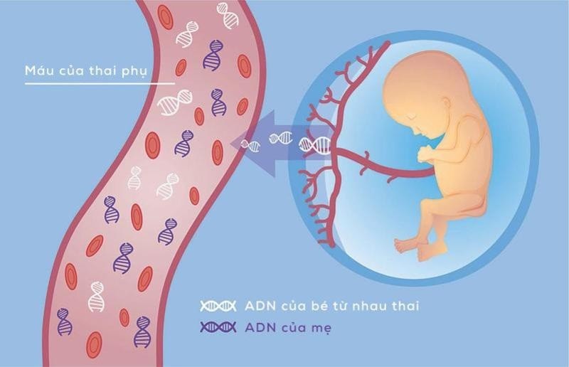 Mẫu máu của mẹ bầu có chứa ADN thai nhi